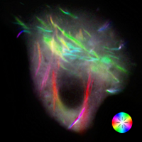 Polarized Fluorescence