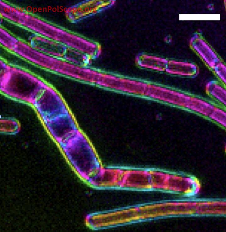 LC-PolScope image of cell wall sacculi purified from <i>Bacillus subtilis</i> with different levels of induction of mreBCD, the genes that build rod shape. Color indicates the molecular orientation, brightness corresponding to degree of alignment in that direction. Credit: R. Oldenbourg and E. Garner
